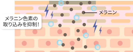 メラニン色素の取り込みを阻止！